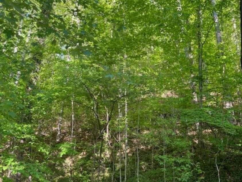 50 Wabash Drive, Sylva, NC 28779.  MLS# CAR4377867, YatesRealty ID 19288. 