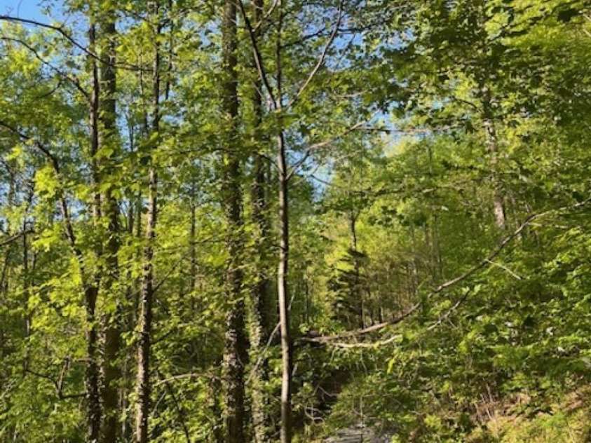 50 Wabash Drive, Sylva, NC 28779.  MLS# CAR4377867, YatesRealty ID 19288. 