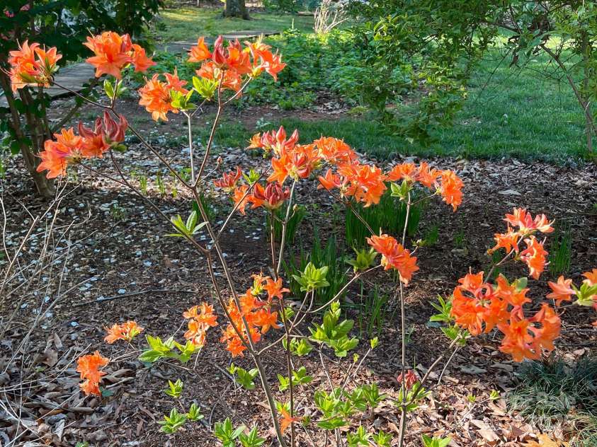 161 Picwyck Drive, Mooresville, NC 28115.  MLS# CAR4211316, YatesRealty ID 20000. Beautiful Plantings Throughout the Grounds