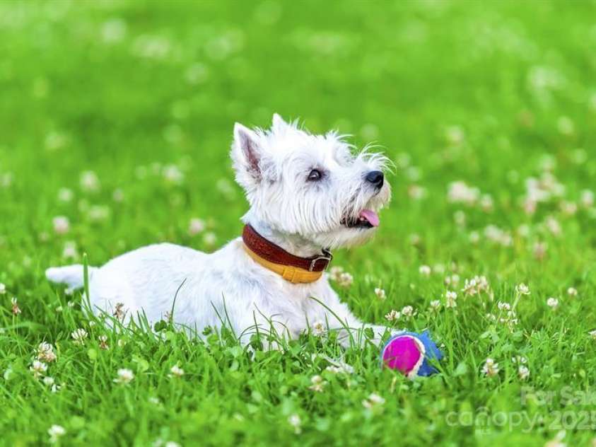 12013 Beaux Art Lane, Charlotte, NC 28214.  MLS# CAR4264959, YatesRealty ID 20019. Create lasting memories in your dream backyard!