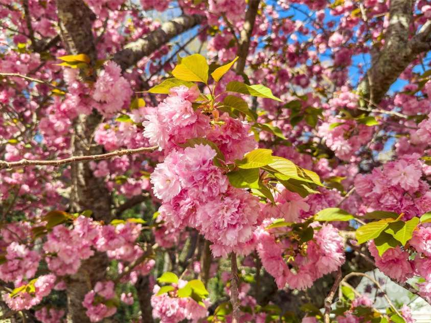 2 Llama Vista Court, Black Mountain, NC 28711.  MLS# CAR4239859, YatesRealty ID 20020. 