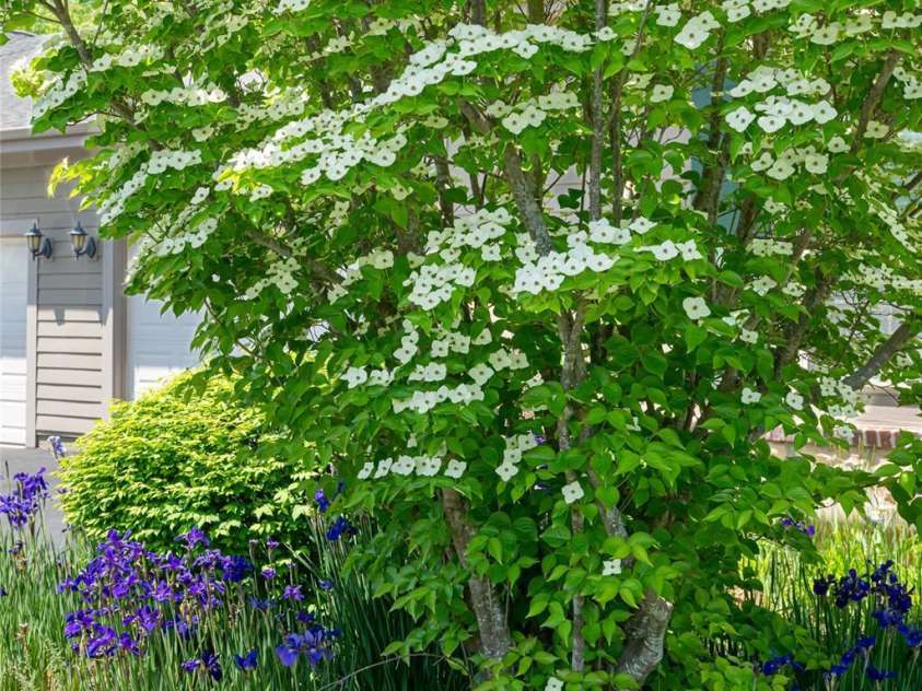 55 Outlook Circle, Swannanoa, NC 28778.  MLS# CAR4267011, YatesRealty ID 20219. Spring blooms on the property.