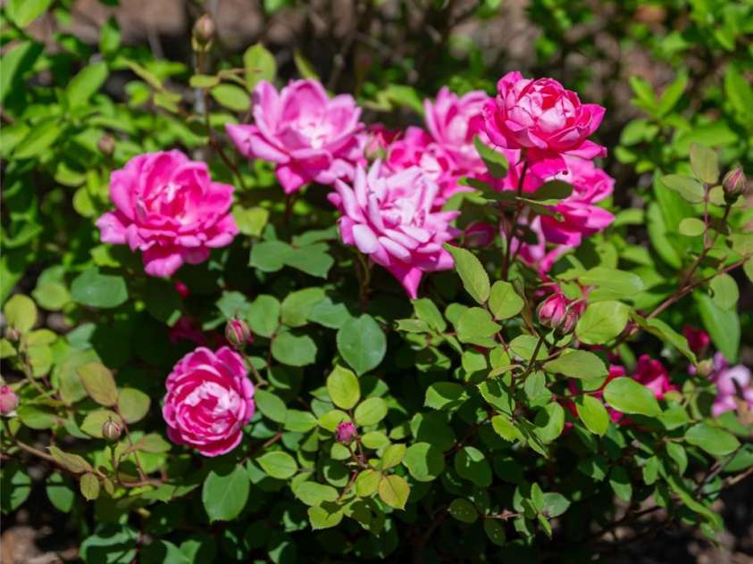 55 Outlook Circle, Swannanoa, NC 28778.  MLS# CAR4267011, YatesRealty ID 20219. Spring blooms on the property.