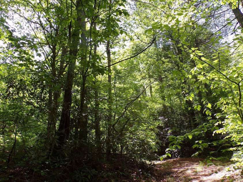 216 Paradise Road, Hendersonville, NC 28792.  MLS# CAR4379597, YatesRealty ID 20303. 