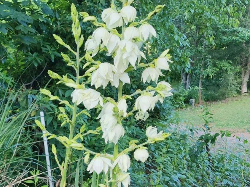 7 and 11 Dalph Drive, Weaverville, NC 28787.  MLS# CAR4315125, YatesRealty ID 2033. Vegetation in side yard