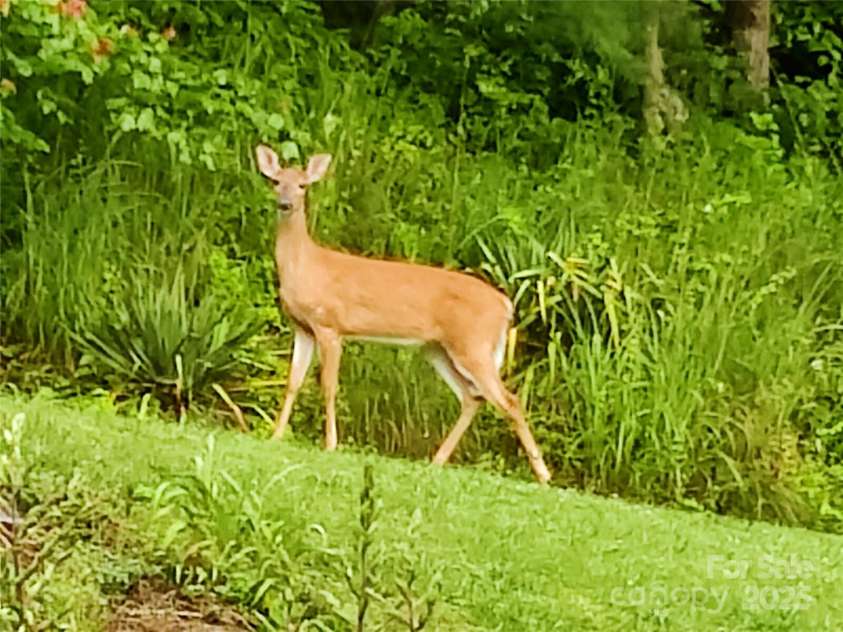 7 and 11 Dalph Drive, Weaverville, NC 28787.  MLS# CAR4315125, YatesRealty ID 2033. Wildlife in back yard