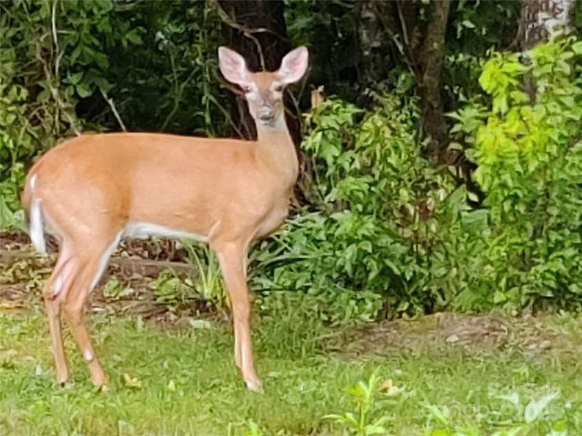 7 and 11 Dalph Drive, Weaverville, NC 28787.  MLS# CAR4315125, YatesRealty ID 2033. Wildlife in side yard