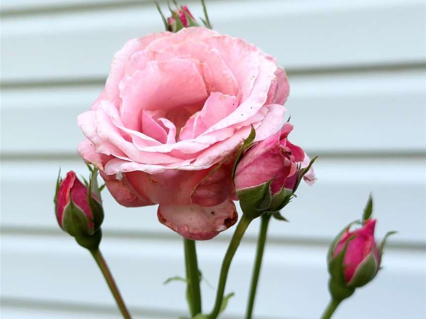 1164 Hidden Lake Drive, Granite Falls, NC 28630.  MLS# CAR4272030, YatesRealty ID 20363. 