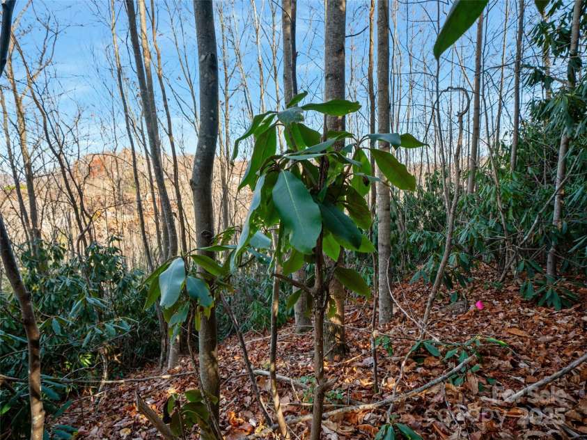 99999 Bay Laurel Lane, Hendersonville, NC 28791.  MLS# CAR4206754, YatesRealty ID 2038. 