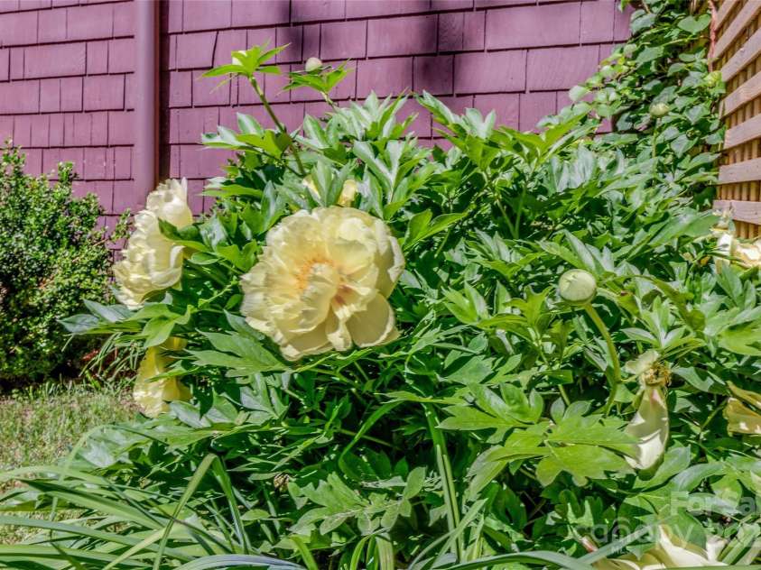 62 Elizabeth Place, Asheville, NC 28801.  MLS# CAR4254605, YatesRealty ID 20685. Mature gardens with plenty of pop!