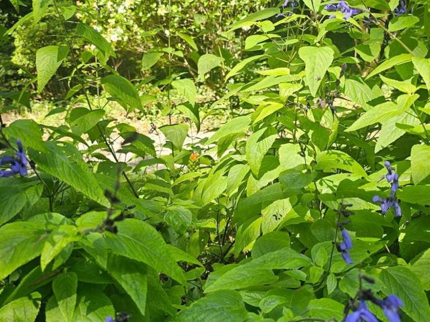 7021 Linda Lake Drive, Charlotte, NC 28215.  MLS# CAR4257446, YatesRealty ID 20789. 