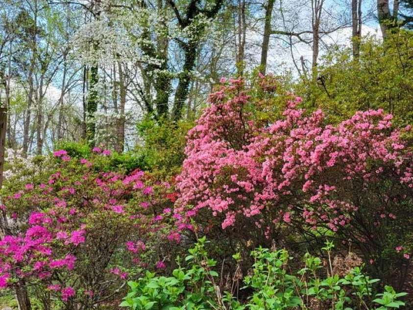 266 Case Street, Columbus, NC 28722.  MLS# CAR4265986, YatesRealty ID 20911. Azaleas, Dogwoods, Hydrangeas & much more!