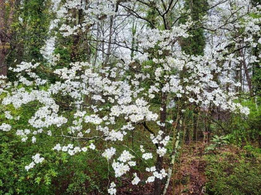 266 Case Street, Columbus, NC 28722.  MLS# CAR4265986, YatesRealty ID 20911. Dogwoods sparkle the yard!