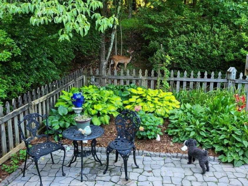 266 Case Street, Columbus, NC 28722.  MLS# CAR4265986, YatesRealty ID 20911. Inviting backyard patio...See the Deer?