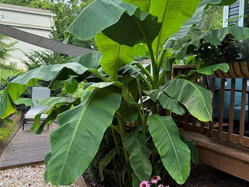 19 Shadowlawn Drive, Asheville, NC 28806.  MLS# CAR4258649, YatesRealty ID 21020. Freshly landscaped yard with terraced planters and vibrant seasonal blooms