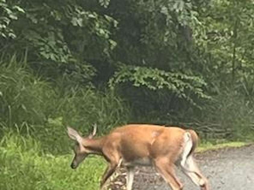 5 Old Cove Road, Black Mountain, NC 28711.  MLS# CAR4263653, YatesRealty ID 21143. Doe in The Cove