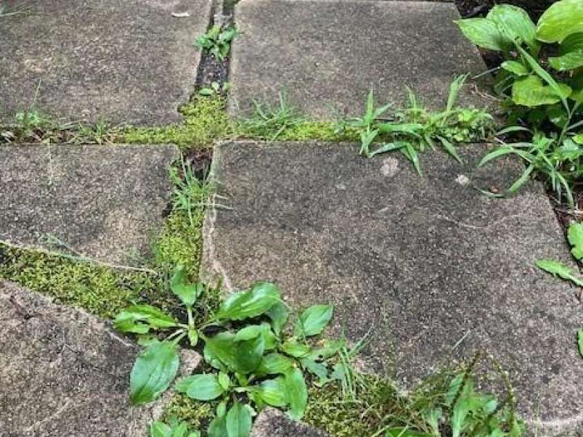 5 Old Cove Road, Black Mountain, NC 28711.  MLS# CAR4263653, YatesRealty ID 21143. Entry Steps