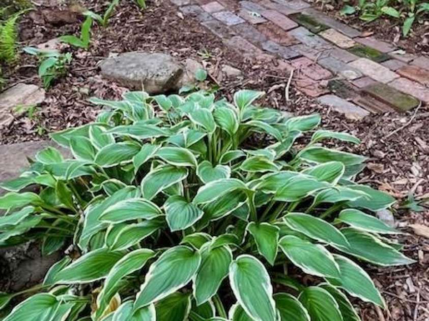 5 Old Cove Road, Black Mountain, NC 28711.  MLS# CAR4263653, YatesRealty ID 21143. Healthy Flora