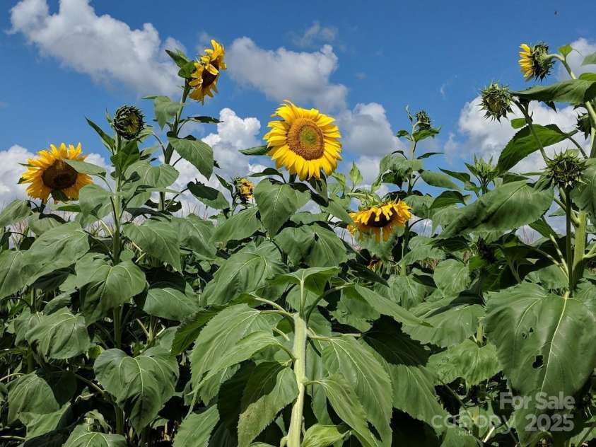 37 Bittersweet Drive, Hendersonville, NC 28792.  MLS# CAR4324808, YatesRealty ID 21247. 