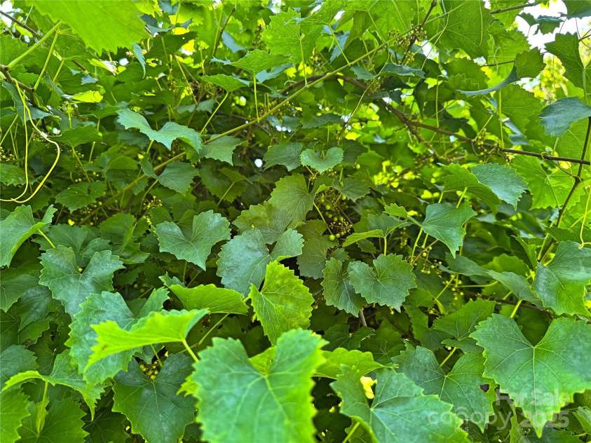 201 Barnes Lane, Stony Point, NC 28678.  MLS# CAR4273779, YatesRealty ID 21293. Grape vine
