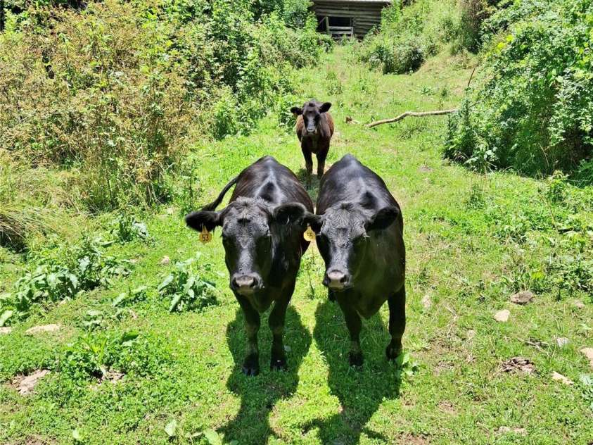 2087 Henry Road, Sylva, NC 28779.  MLS# CAR4273854, YatesRealty ID 21338. 