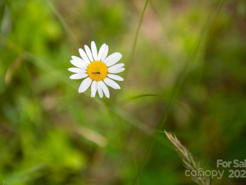 2023 White Springs Lane, Lenoir, NC 28645.  MLS# CAR4266812, YatesRealty ID 21383. 