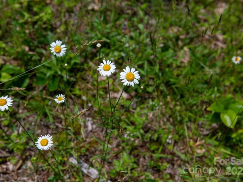 2023 White Springs Lane, Lenoir, NC 28645.  MLS# CAR4266812, YatesRealty ID 21383. 