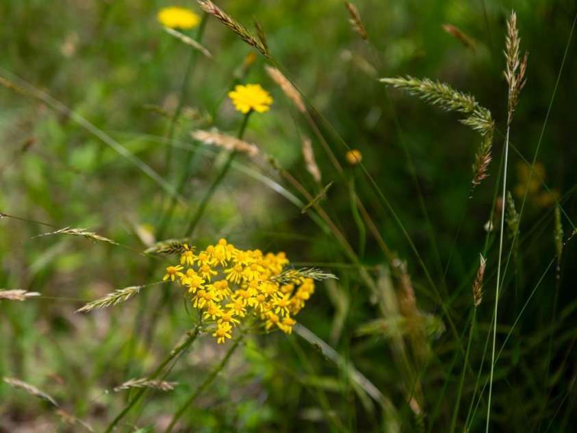 2023 White Springs Lane, Lenoir, NC 28645.  MLS# CAR4266812, YatesRealty ID 21383. 