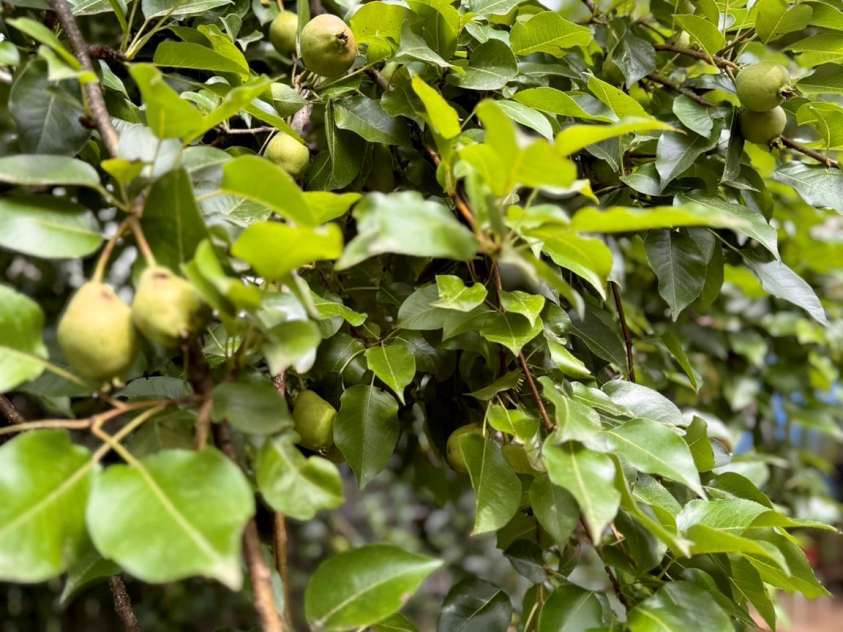 22 King Arthur Place, Asheville, NC 28806.  MLS# CAR4270213, YatesRealty ID 21412. 