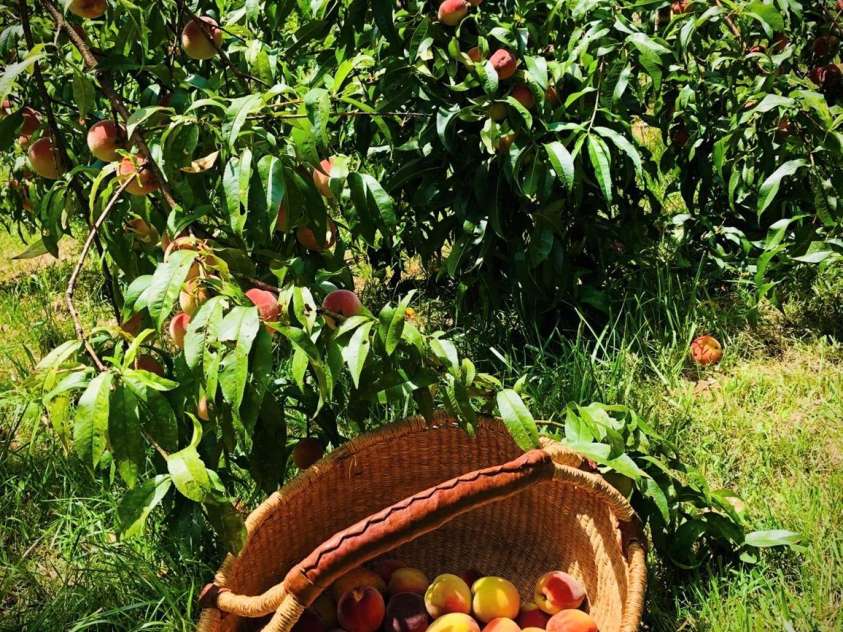 3 Taproot Trail, Barnardsville, NC 28709.  MLS# CAR4361662, YatesRealty ID 21454. Fruit from peach tree