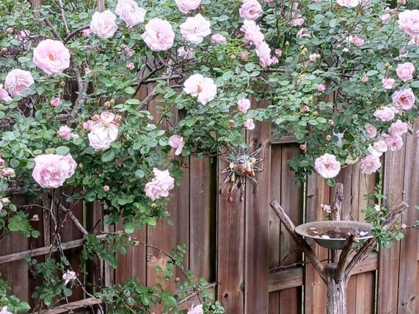 224 Old Haw Creek Road, Asheville, NC 28805.  MLS# CAR4259478, YatesRealty ID 21638. Backyard Blush Roses