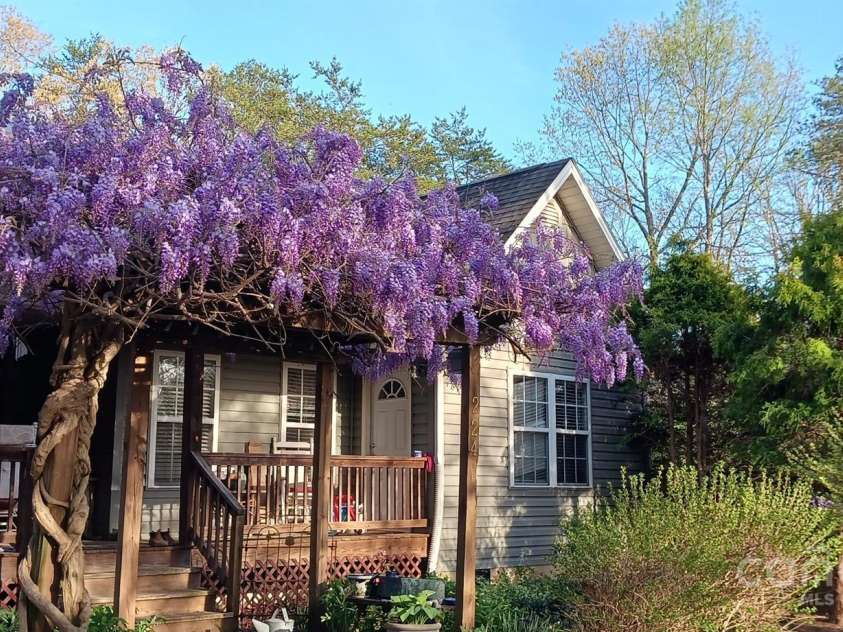 224 Old Haw Creek Road, Asheville, NC 28805.  MLS# CAR4259478, YatesRealty ID 21638. Springtime Blossoming Wisteria Trellis at Entrance
