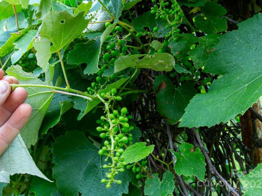 14 Kirby Place, Asheville, NC 28806.  MLS# CAR4244803, YatesRealty ID 21986. 