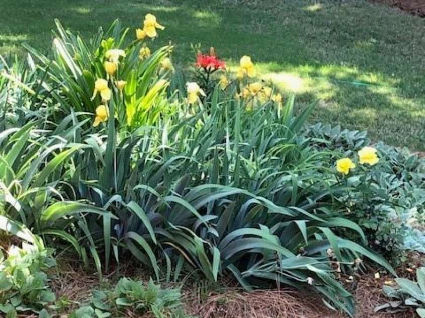 13824 Glen Abbey Drive, Charlotte, NC 28278.  MLS# CAR4273393, YatesRealty ID 22236. Lots of flowers year round