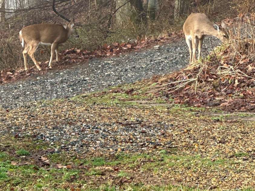 88 Bearwallow Road, Leicester, NC 28748.  MLS# CAR4153079, YatesRealty ID 22522. 