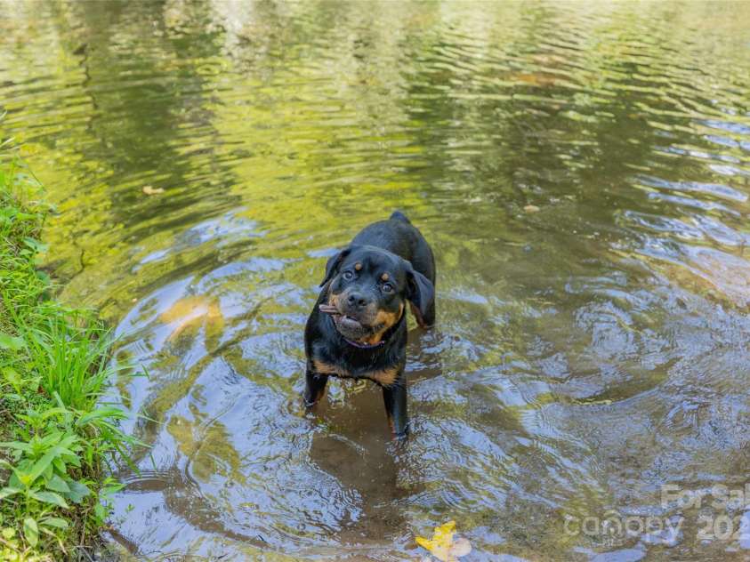 3095 Silversteen Road, Lake Toxaway, NC 28747.  MLS# CAR4269912, YatesRealty ID 22856. Your pup will love it here!