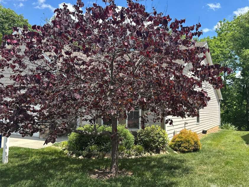 29 Kaylor Drive, Arden, NC 28704.  MLS# CAR4356169, YatesRealty ID 22888. 
