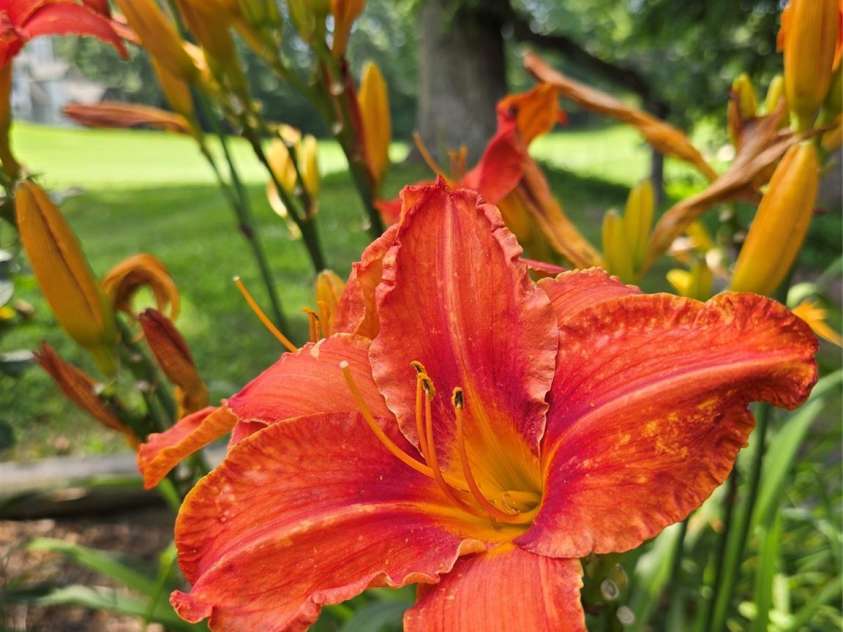 118 Broadmoor Drive, Flat Rock, NC 28731.  MLS# CAR4275218, YatesRealty ID 22968. The lillies are right off of the back deck.