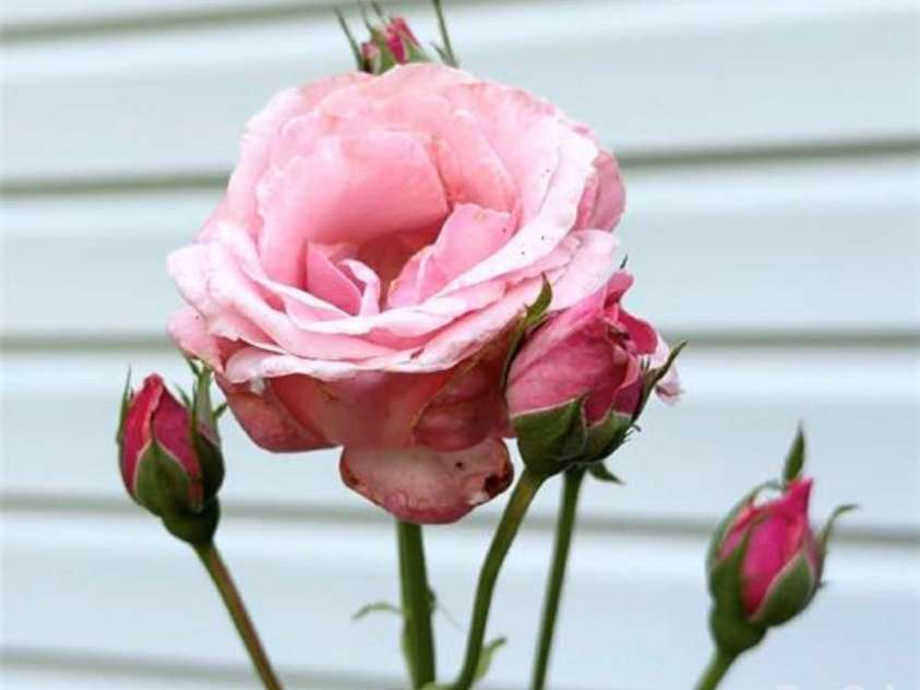 1164 Hidden Lake Drive, Granite Falls, NC 28630.  MLS# CAR4335182, YatesRealty ID 2304. 