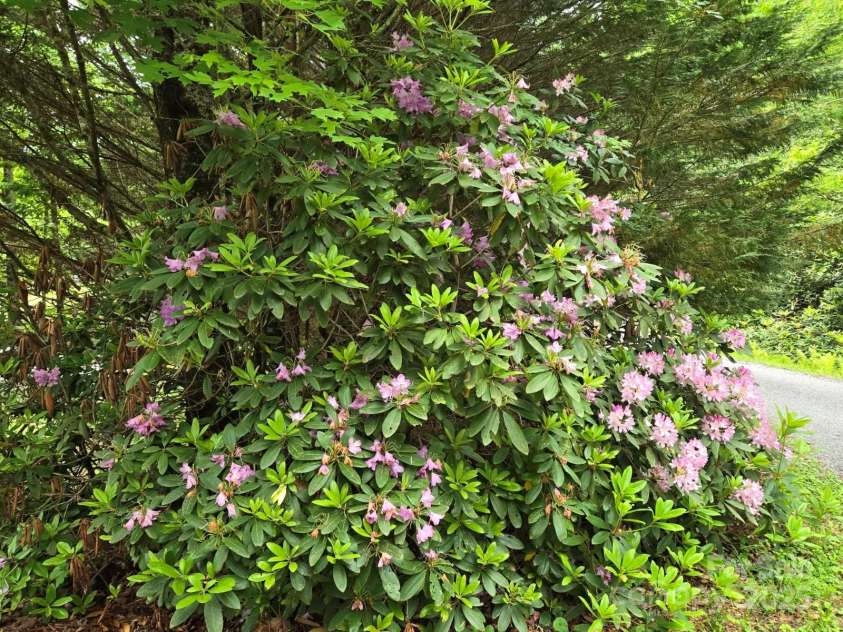 229 Hubbard Hollow Road, Rosman, NC 28772.  MLS# CAR4264936, YatesRealty ID 23454. These Rhododendron as well as Mountain Laurel are all over the property. This one greets you at the beginning of the driveway off of Hubbard Hollow.