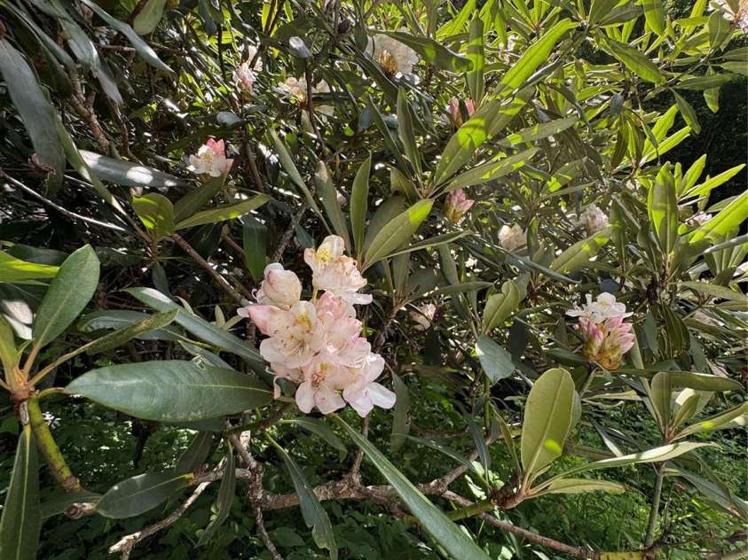 321 Skin Camp Creek Road, Todd, NC 28684.  MLS# CAR4277539, YatesRealty ID 23716. 