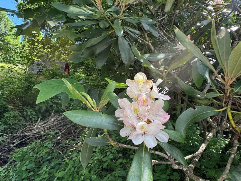 321 Skin Camp Creek Road, Todd, NC 28684.  MLS# CAR4277539, YatesRealty ID 23716. 