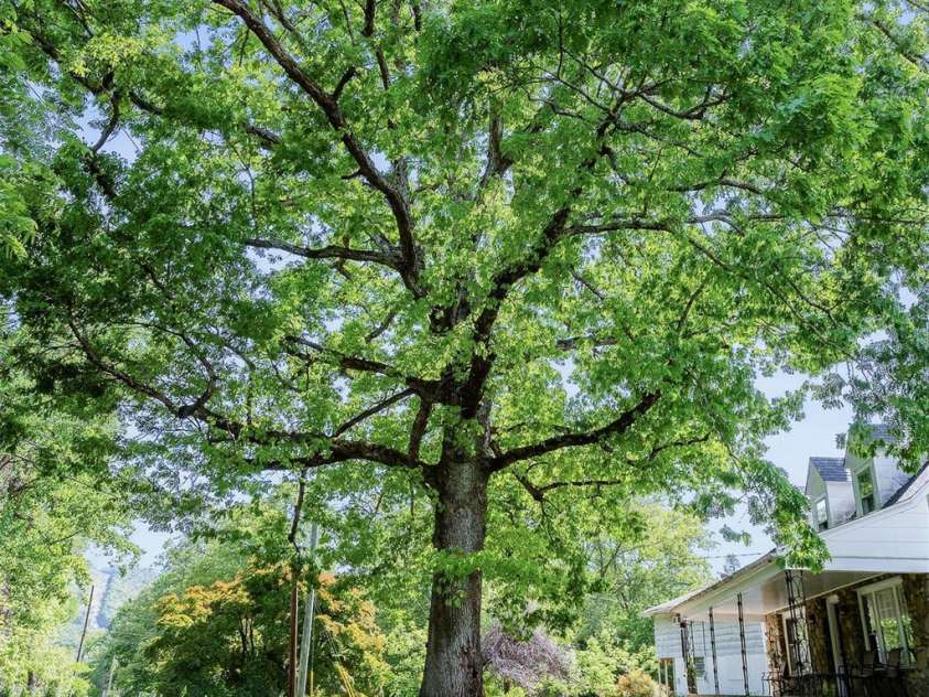 51 & 59 Gudger Road, Candler, NC 28715.  MLS# CAR4375959, YatesRealty ID 23808. 
