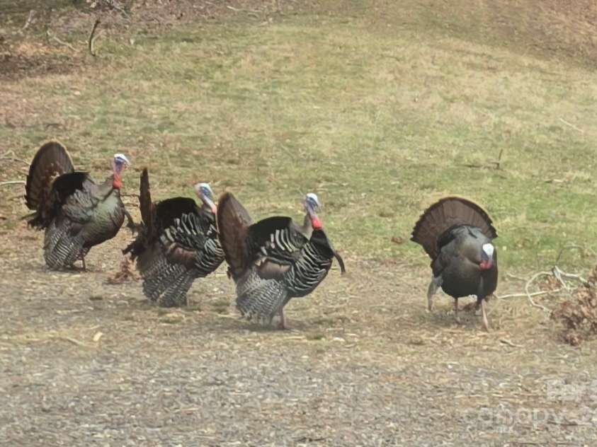 1586 Arbuckle Road, Burnsville, NC 28714.  MLS# CAR4277620, YatesRealty ID 23833. 