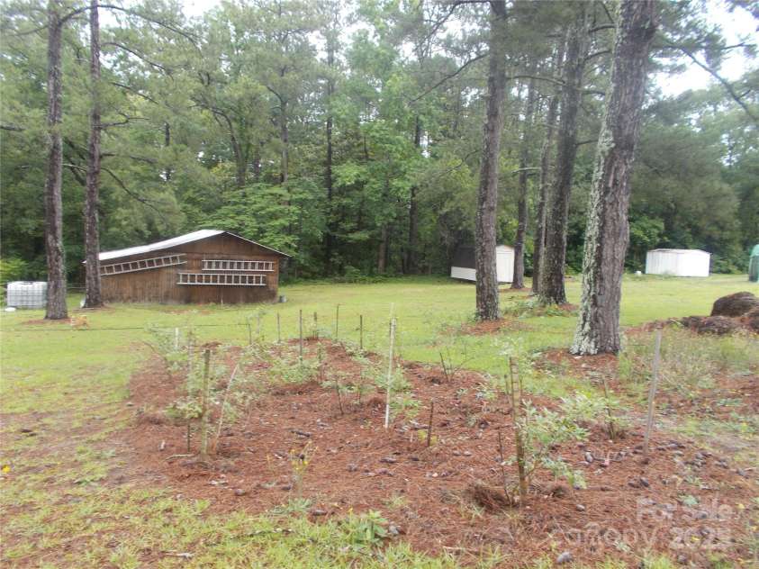 187 Cartledge Creek Road, Rockingham, NC 28379.  MLS# CAR4261307, YatesRealty ID 23852. Blueberry bushes