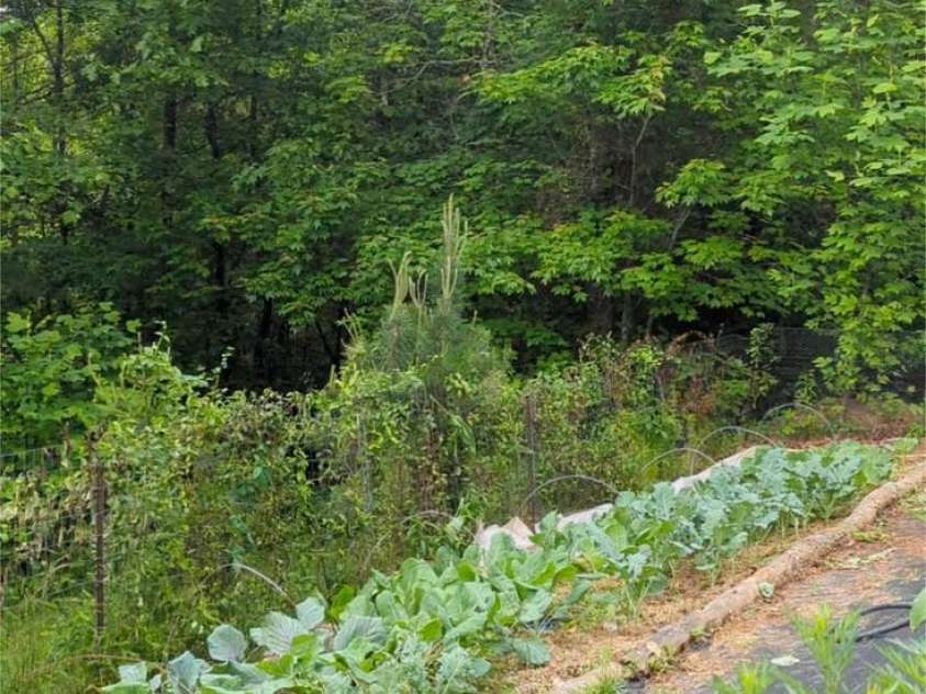 6 Sunrise Valley, Leicester, NC 28748.  MLS# CAR4283211, YatesRealty ID 2412. Garden