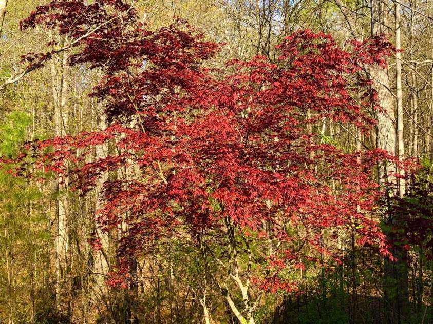 3104 Streamhaven Drive, Indian Land, SC 29707.  MLS# CAR4309394, YatesRealty ID 24162. 