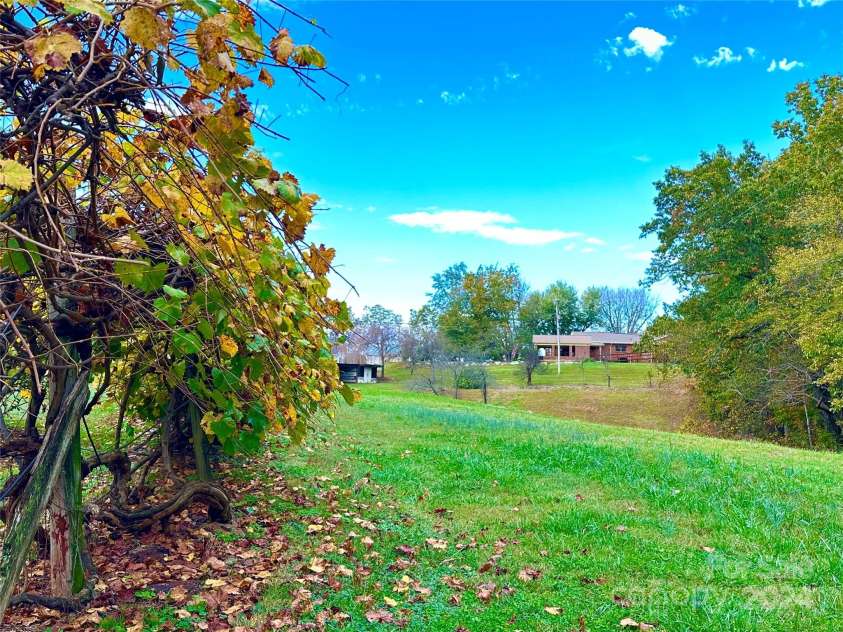 8031 George Hildebran School Road, Connelly Springs, NC 28612.  MLS# CAR4198034, YatesRealty ID 2418. Beautiful grape vines and fruit trees