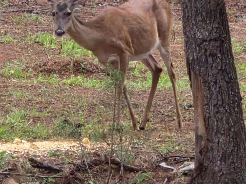 560 Hester Mill Road, Rutherfordton, NC 28139.  MLS# CAR4277106, YatesRealty ID 24224. 