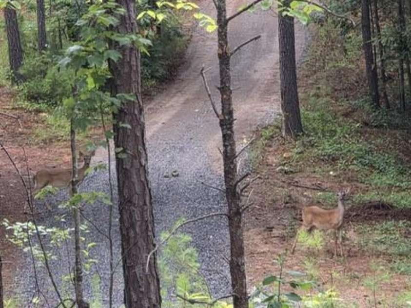 560 Hester Mill Road, Rutherfordton, NC 28139.  MLS# CAR4277106, YatesRealty ID 24224. 